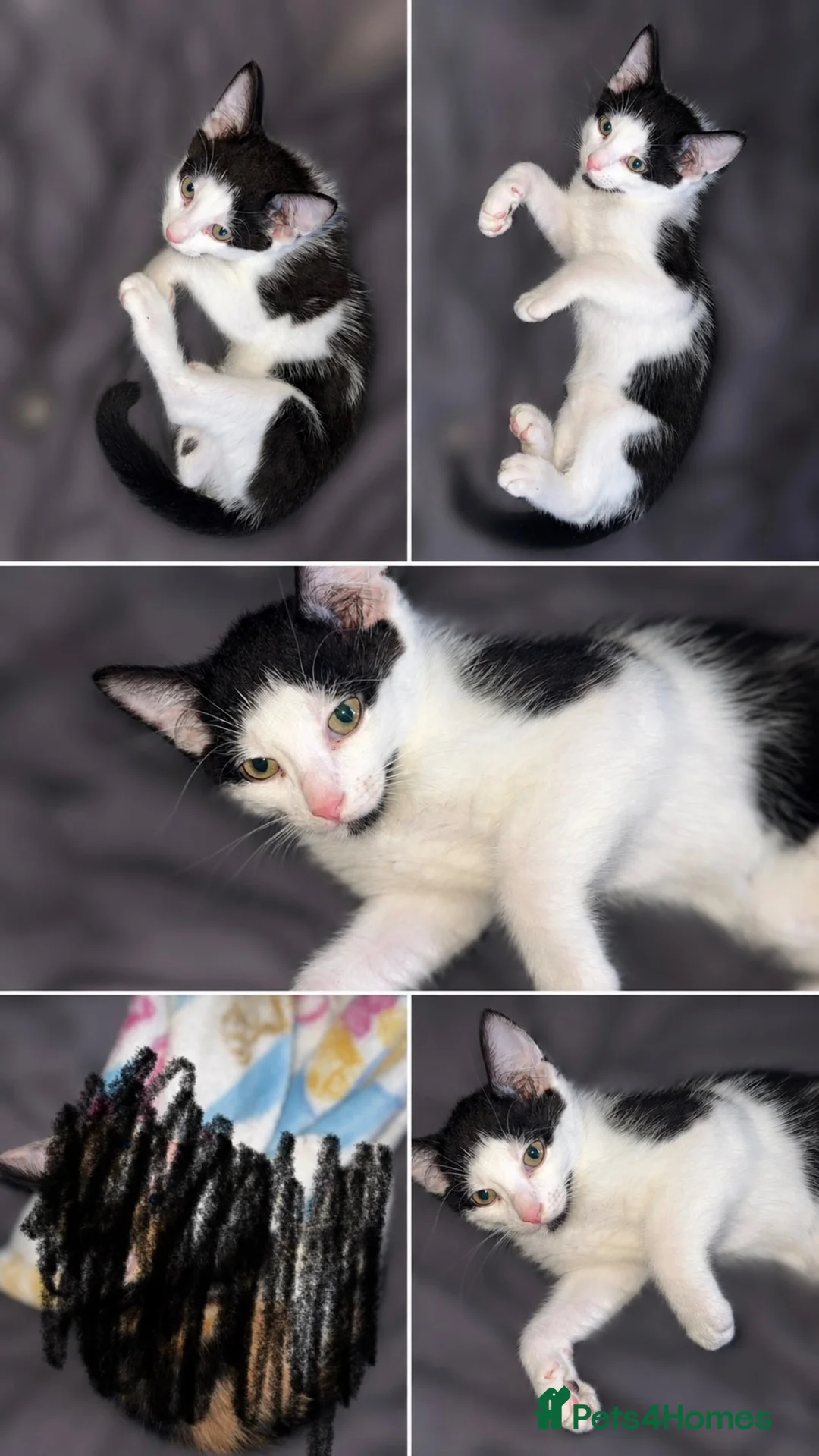 Domestic Shorthair cats for sale: 2 male Kitten for sale!  in Chesterfield - Advert 1