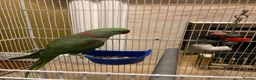 Parakeets birds for sale: Alexandrian parrot  in Blackburn - Advert 3