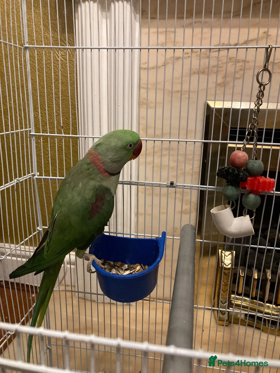 Parakeets birds for sale: Alexandrian parrot  in Blackburn - Advert 3
