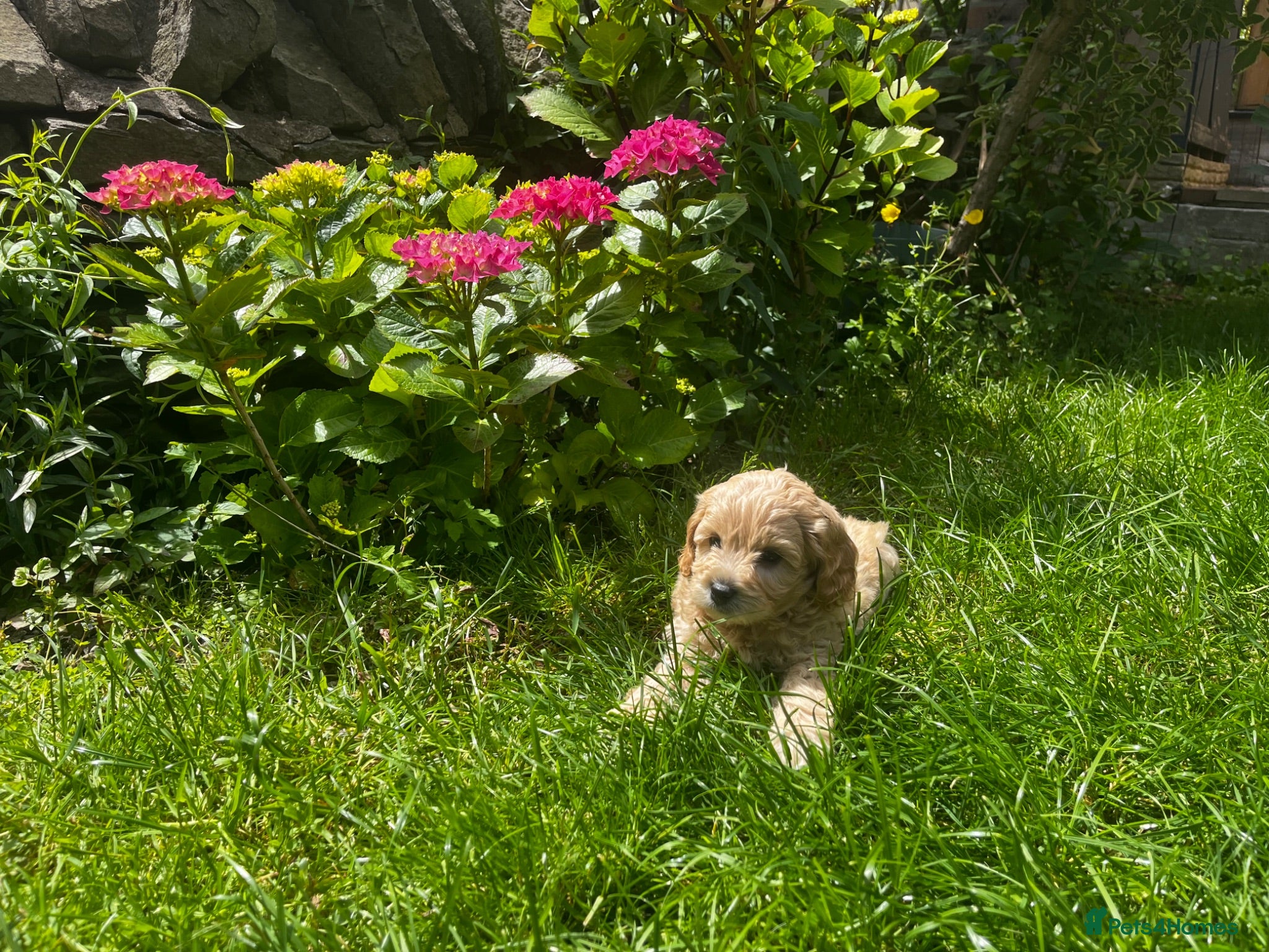 Cockapoo dogs Miniature f1b Cockapoo puppies DNA health clear🌟  - Advert 2