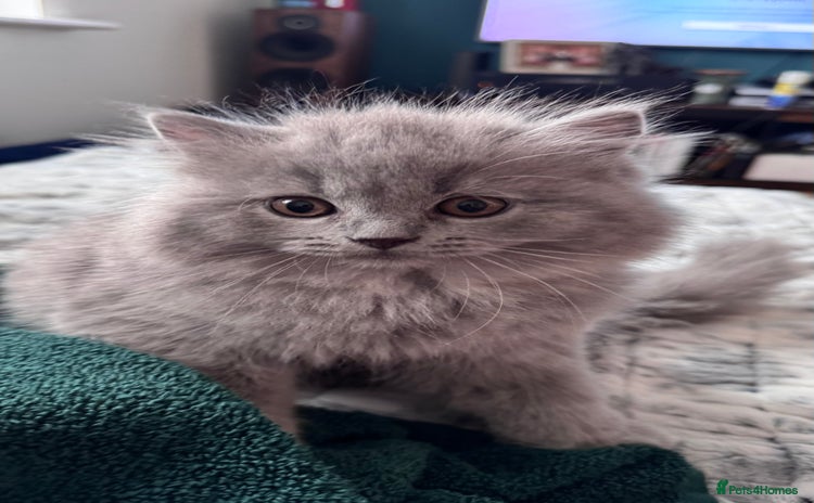British Longhair cats in Watford - Advert 1