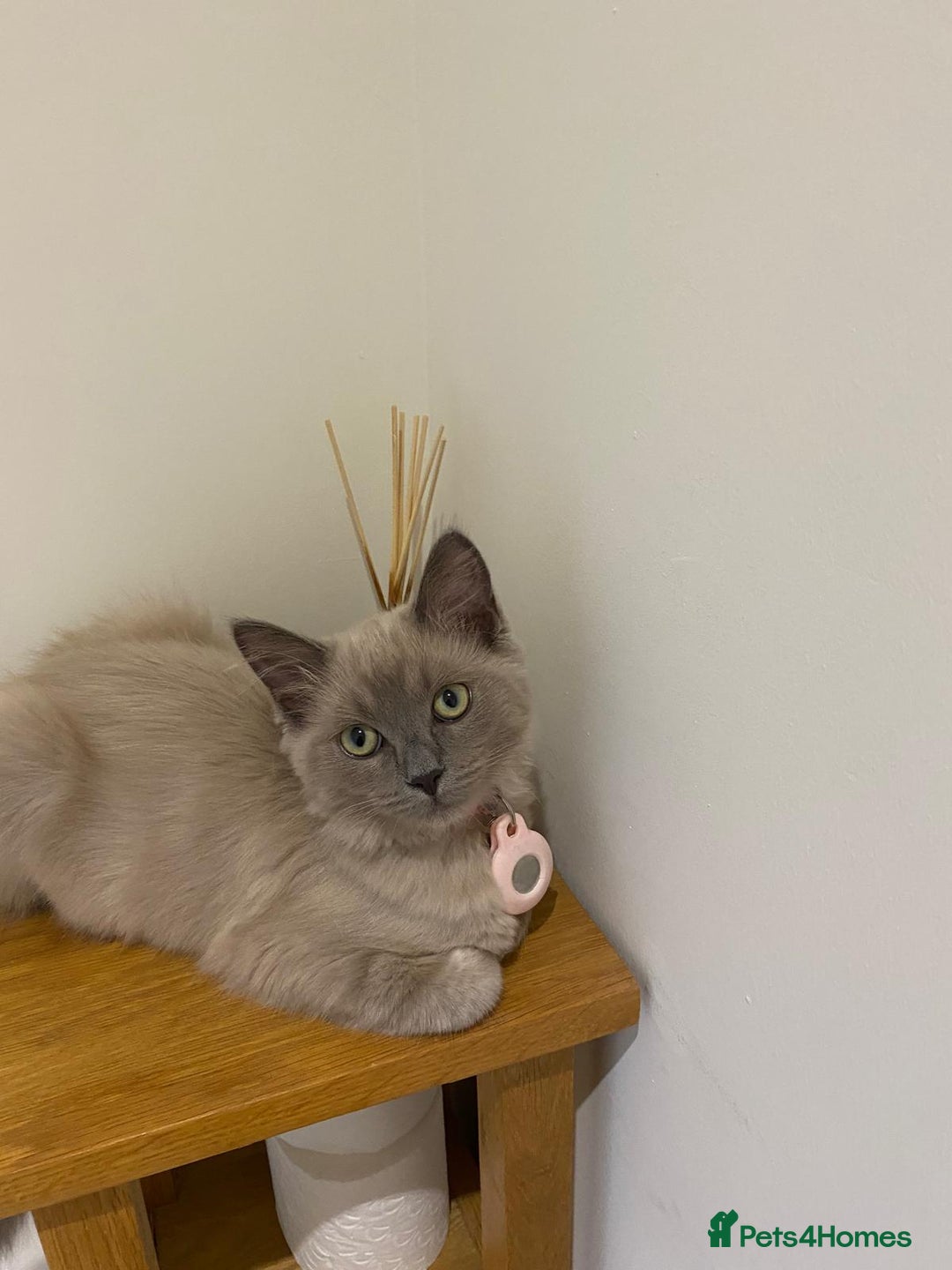 Ragdoll cats for sale: FEMALE blue mitted ragdoll x - Image 6