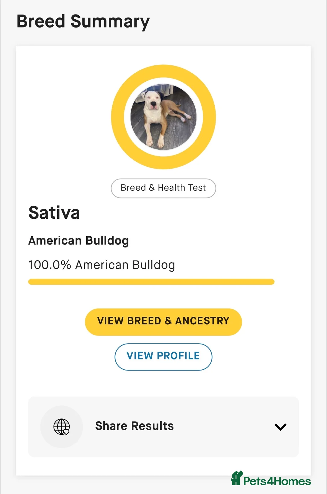 American Bulldog dogs for stud: NKC American Bulldog for Stud in Birmingham - Advert 15