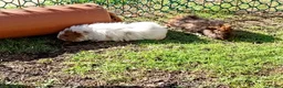 Guinea Pig rodents for sale: Beautiful baby girl piggies  - Advert 19