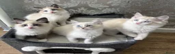 Ragdoll cats for sale: Beautiful Ragdoll Kittens - Advert 3
