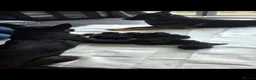 German Shepherd dogs for sale: German shepherd pups in Huddersfield - Advert 9