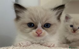 Ragdoll cats for sale: Ragdoll Kittens Male & Female - Image 5