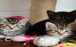 Mixed Breed cats for sale: 4 adorable kittens for sale - Image 7