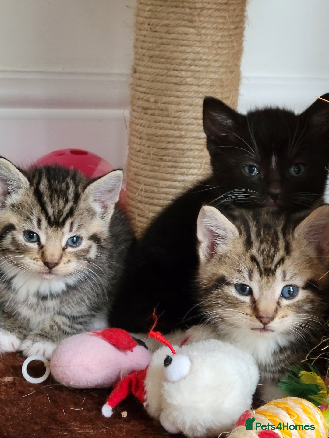 Mixed Breed cats for sale: 4 adorable kittens for sale - Image 7