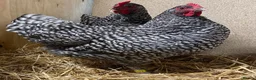 Chickens poultry for sale: North Holland Blue  - Advert 3