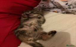Domestic Shorthair cats for sale: 2 Beautiful kittens of a litter of 4 - Image 8