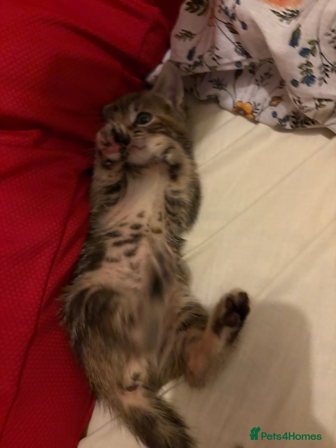 Domestic Shorthair cats for sale: 2 Beautiful kittens of a litter of 4 - Image 8