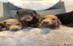 Miniature Dachshund dogs for sale: Miniature dachshunds for sale - Image 1