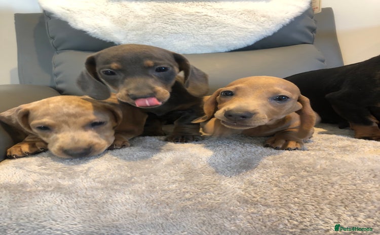 Miniature Dachshund dogs - Advert 4