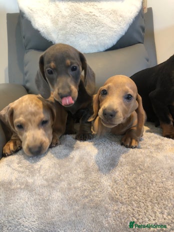 Miniature Dachshund dogs - Advert 2