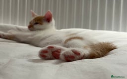 Domestic Shorthair cats for sale: Playful kitten for sale - Image 7