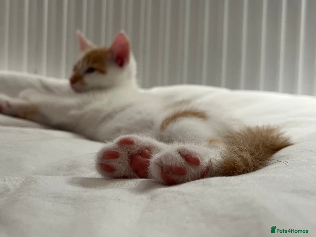 Domestic Shorthair cats for sale: Playful kitten for sale - Image 7