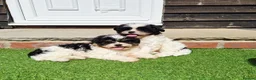 Shihpoo dogs for sale: Gorgeous puppies looking for there forever homes - Advert 7