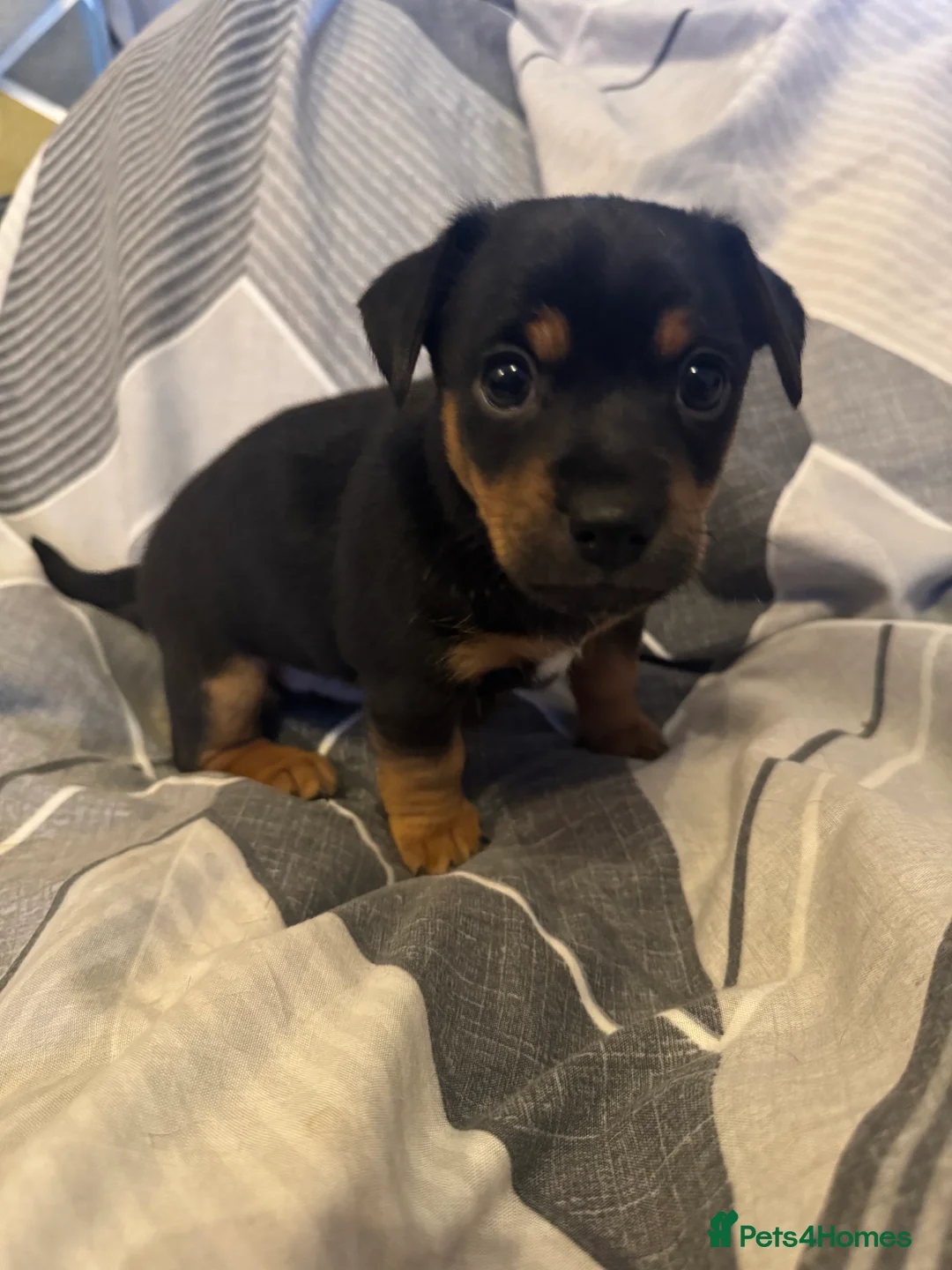 Jack Russell dogs for sale: 2 beautiful short leg smooth coat boys  - Advert 4