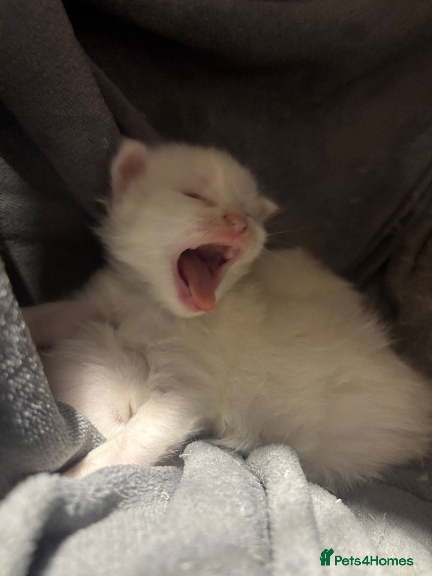 Maine Coon cats PRICE NEGOTIABLE🥰Beautiful mainecoonx ragdoll   - Advert 11