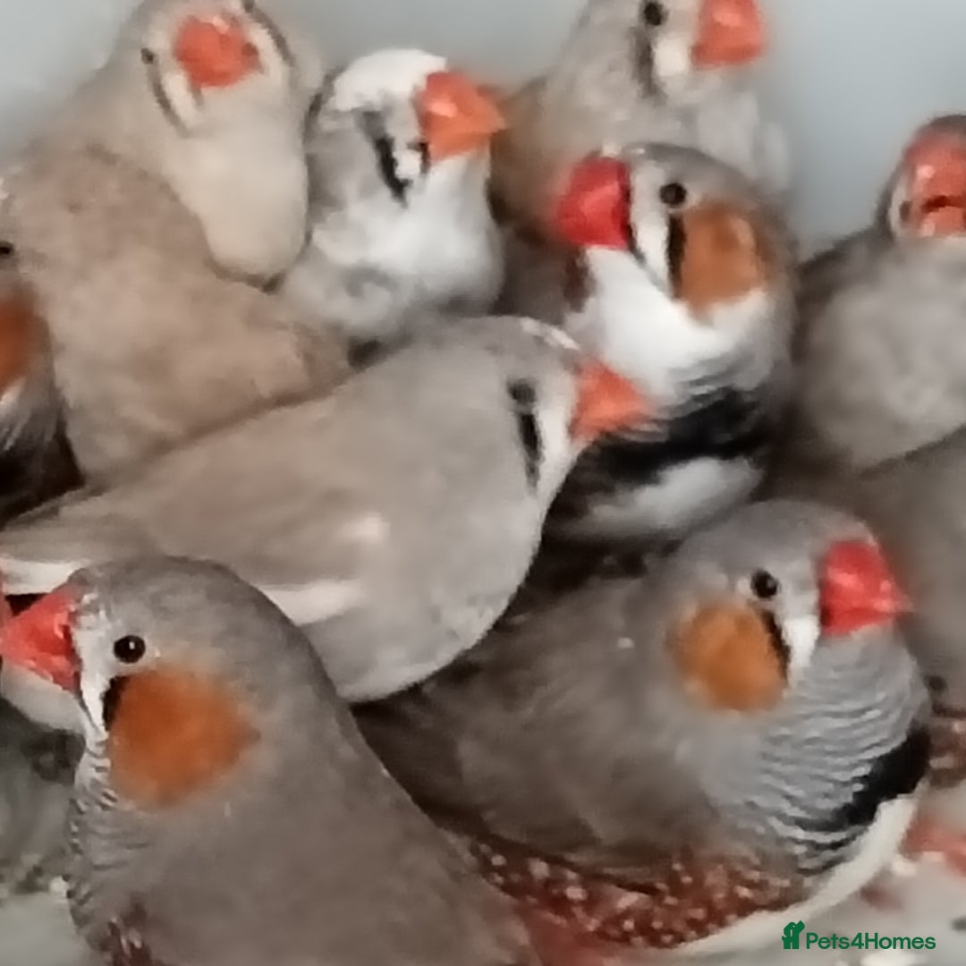 Finches birds for sale: Zabira finches  - Image 5