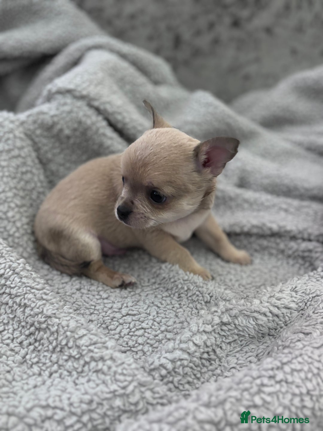 Chihuahua dogs for sale: KCREG Long/Shorthair chihuahua Champ/russian Lines - Advert 25