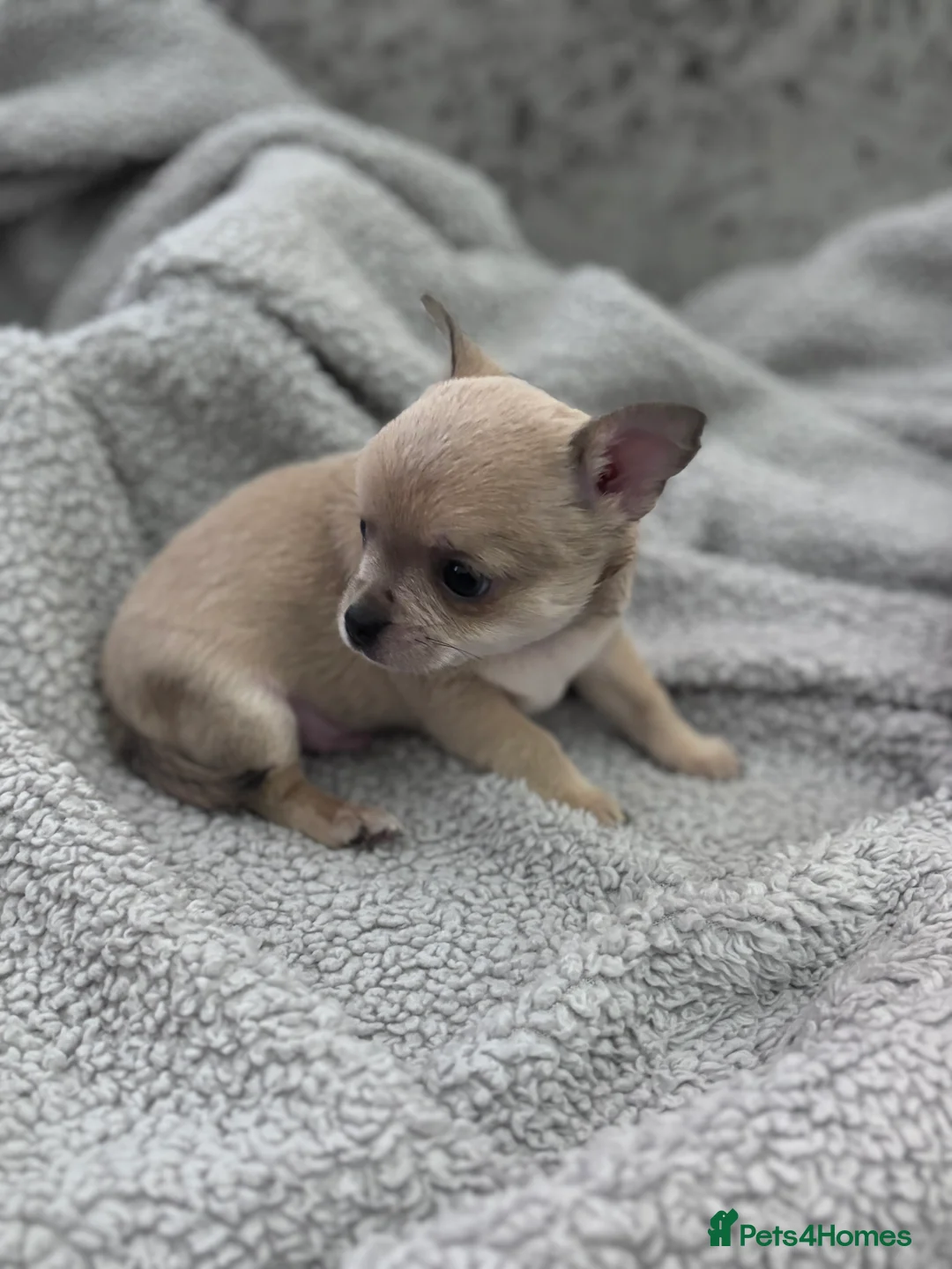 Chihuahua dogs for sale: Last boy KC REG chihuahua Champ/russian READY NOW - Advert 19