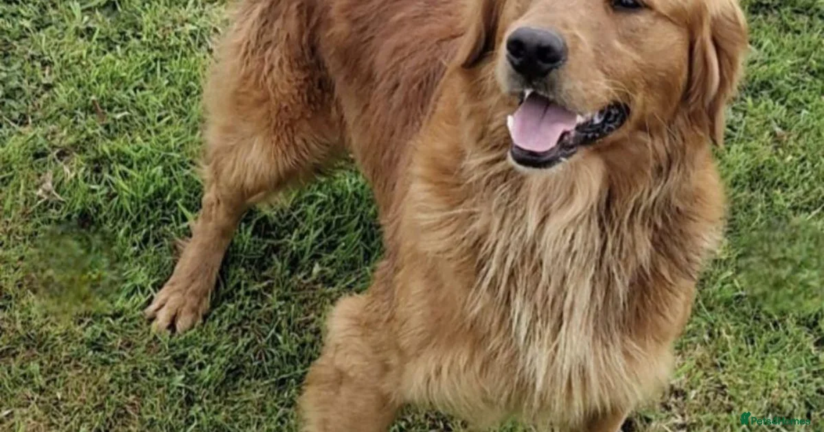 Golden retriever Golden Retriever Puppies For Sale Pets4Homes golden-retriever-golden-retriever-puppies-for-sale-pets4homes