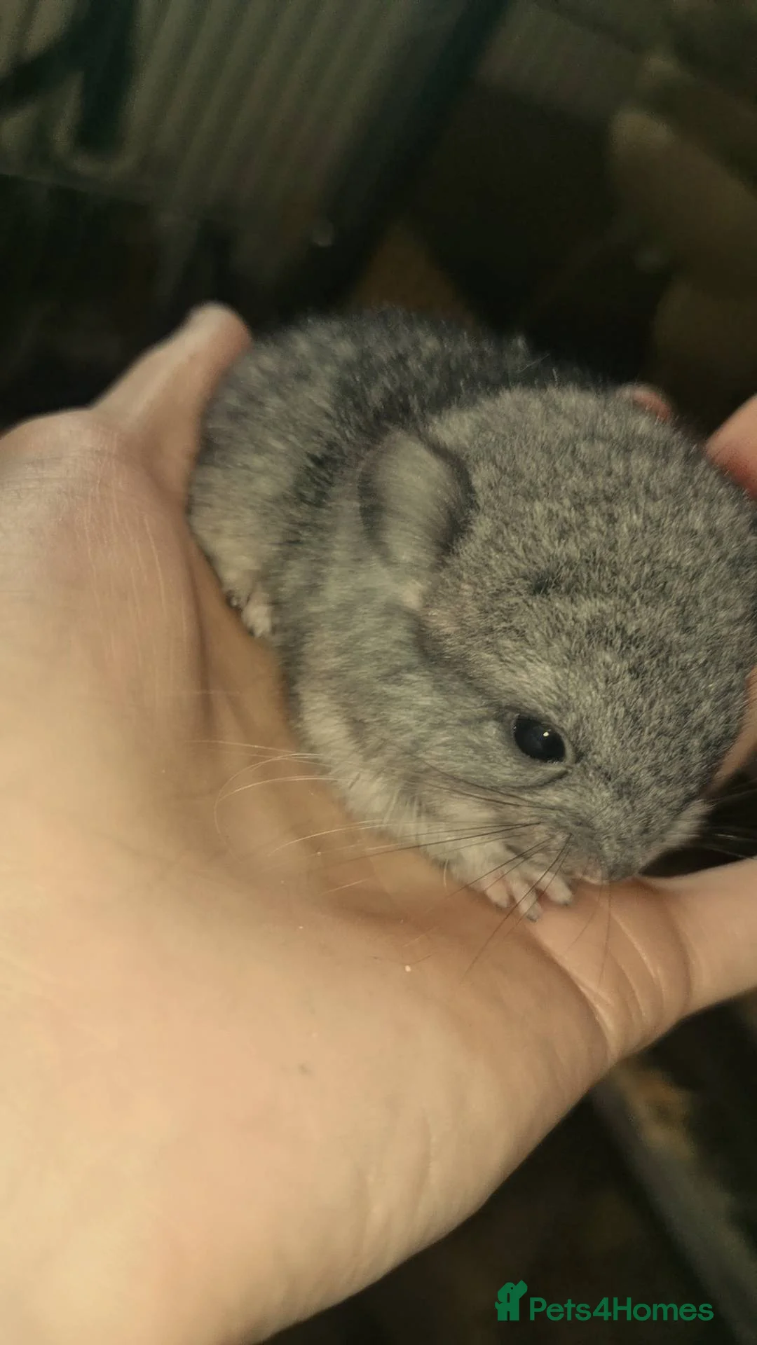 Chinchilla rodents for sale: Adorable Chinchilla Kits – Loving Homes Only - Advert 4