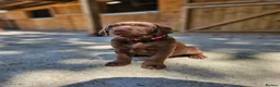 Labrador Retriever dogs for stud: Fox red stud dog  - Advert 10
