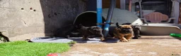 Cane Corso dogs for sale: Quality cane corso puppies - limited available  - Advert 26