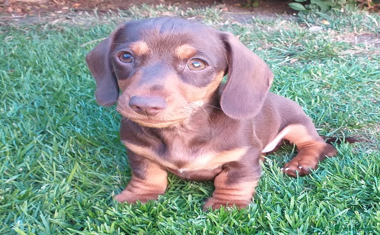 Dachshund dogs in Nottingham - Advert 8