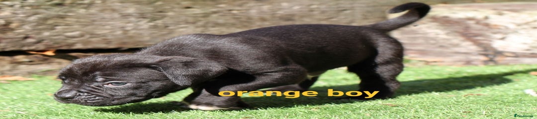 Cane Corso Puppy 2