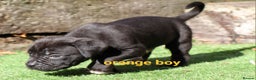 Cane Corso dogs for sale: 2 beautiful cane corso puppies  - Advert 12