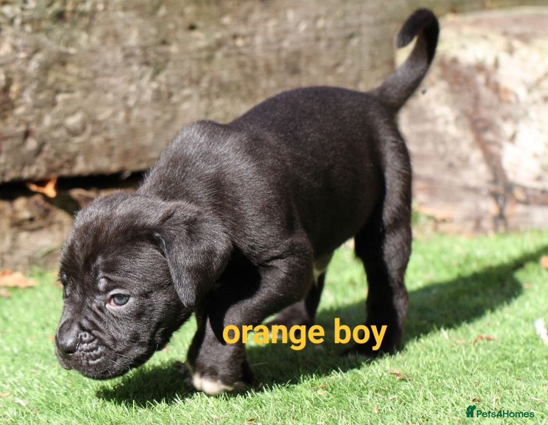 Cane Corso dogs for sale: 5 beautiful cane corso puppies  - Image 3