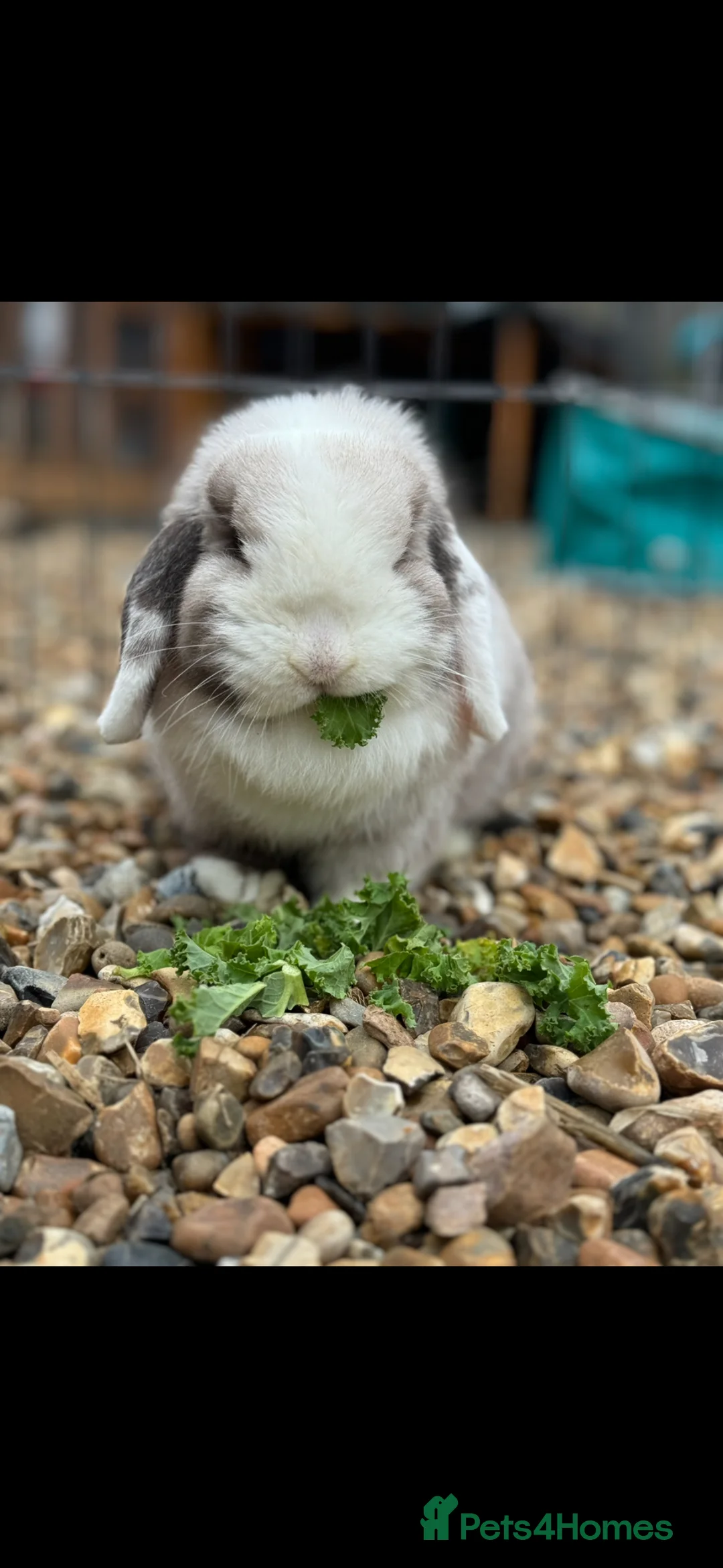 Mini Lop rabbits for sale: Sallander split girl - Advert 2
