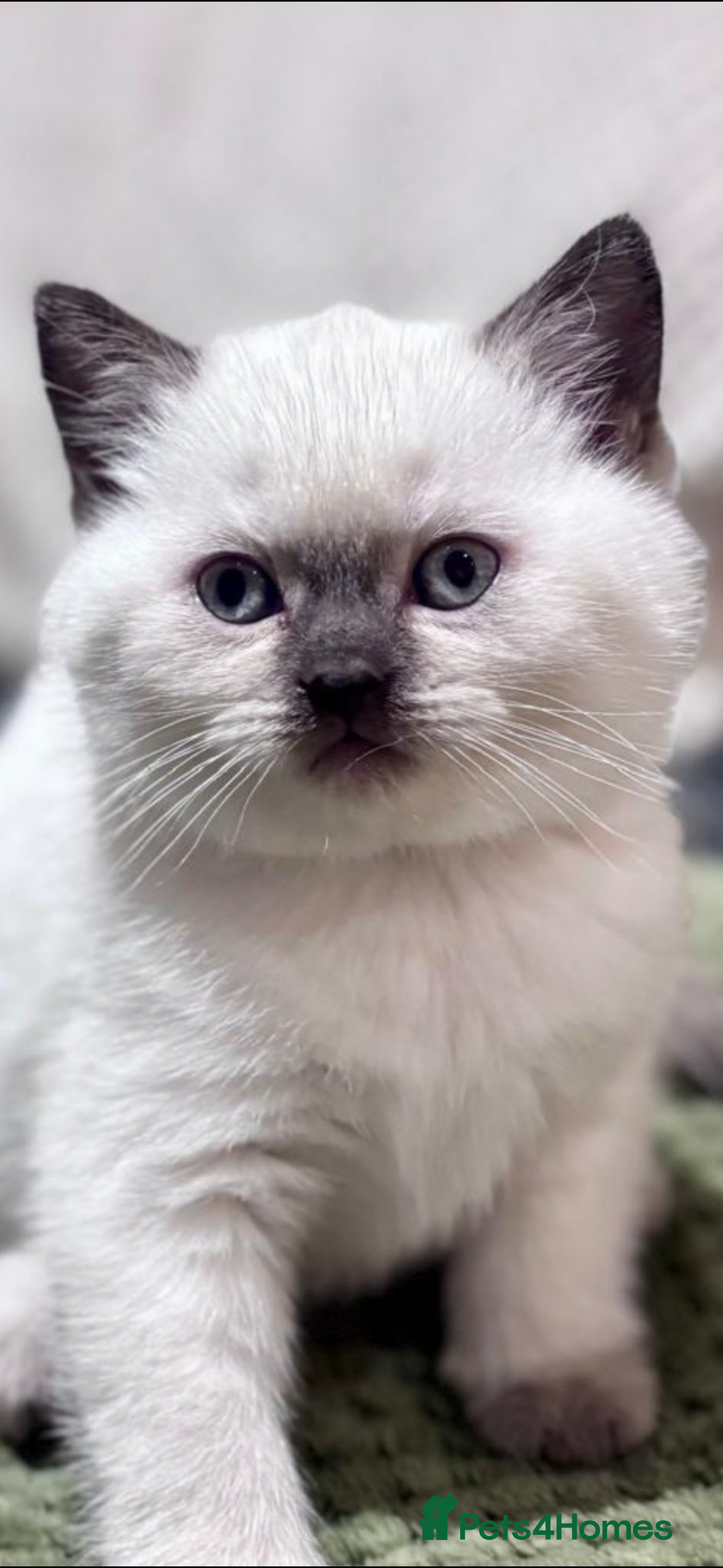 British Shorthair cats Amazing chunky GCCF pedigree BSH kittens - Advert 2