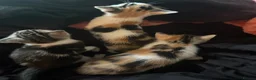 Mixed Breed cats for sale:  1 LEFT Silver marble bengal cross kitten - Advert 5