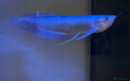 Angelfish fish for sale: Arawana 10 inches long  - Image 2