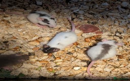 Rat rodents for sale: Adorable Dumbo and Fancy Rats - Image 10