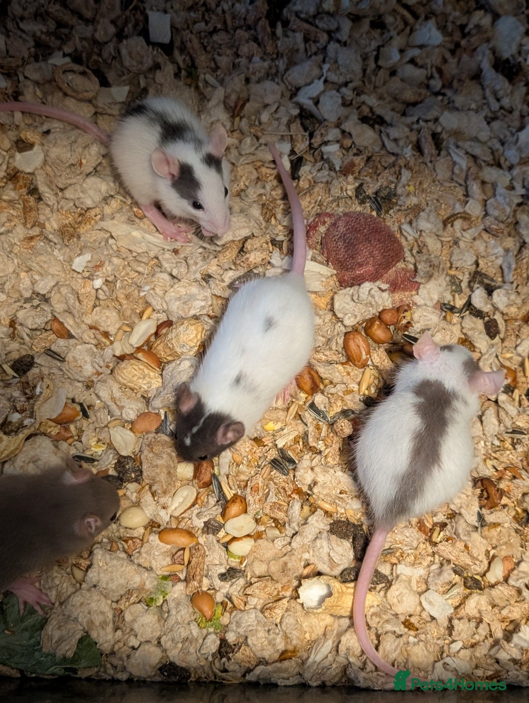 Rat rodents for sale: Adorable Dumbo and Fancy Rats - Image 10