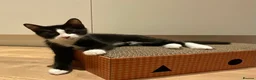 Domestic Shorthair cats for sale: 4 Beautiful Kittens Ready for their Forever Homes - Advert 35