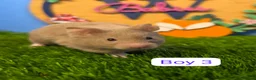 Hamster rodents for sale: Baby Syrian Hamsters Males Boys Pedigree  - Advert 3