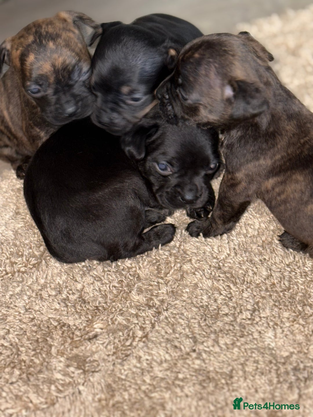 Mixed Breed dogs for sale: 3 Boy Puppies Available  - Image 1