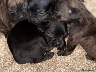 Mixed Breed dogs - Advert 1