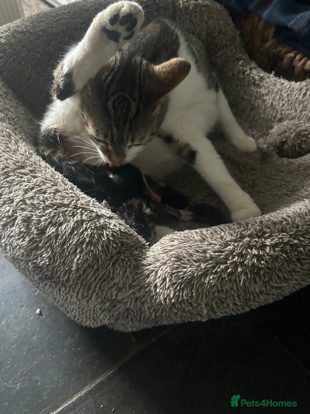 Domestic Shorthair cats for sale: 3 Kittens for sale  - Image 10