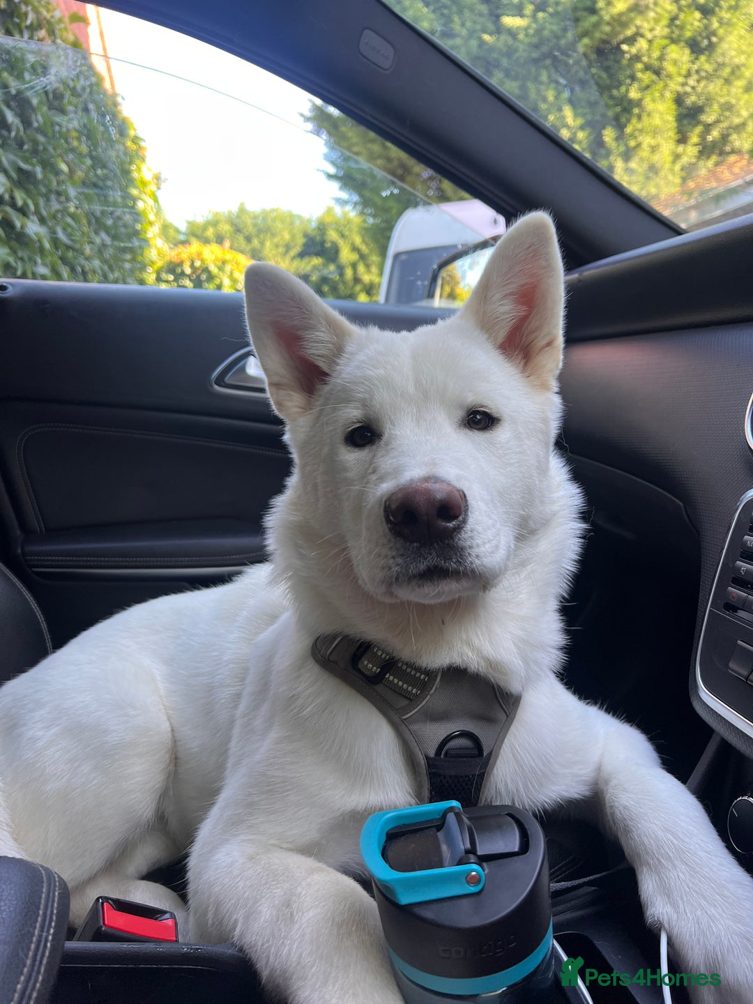 Akita dogs for sale:  2 Beautiful white American Akita female in Wolverhampton - Image 3