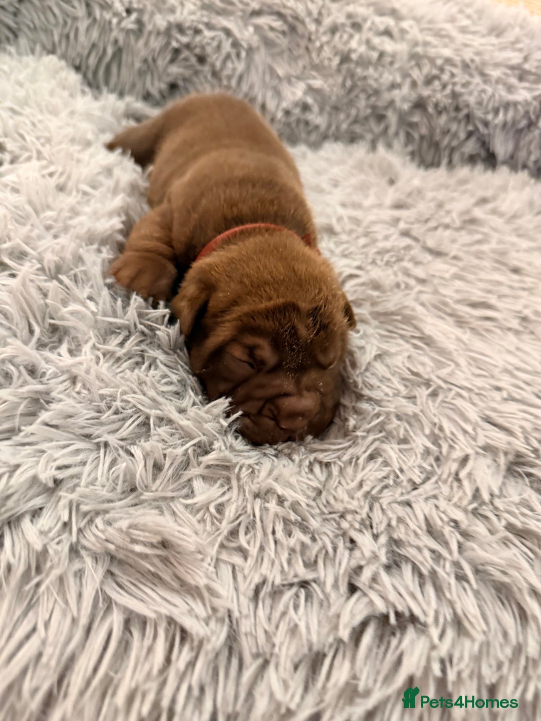 Mixed Breed dogs for sale: Gawjuss Bullpei Puppies 🐶 - Advert 29