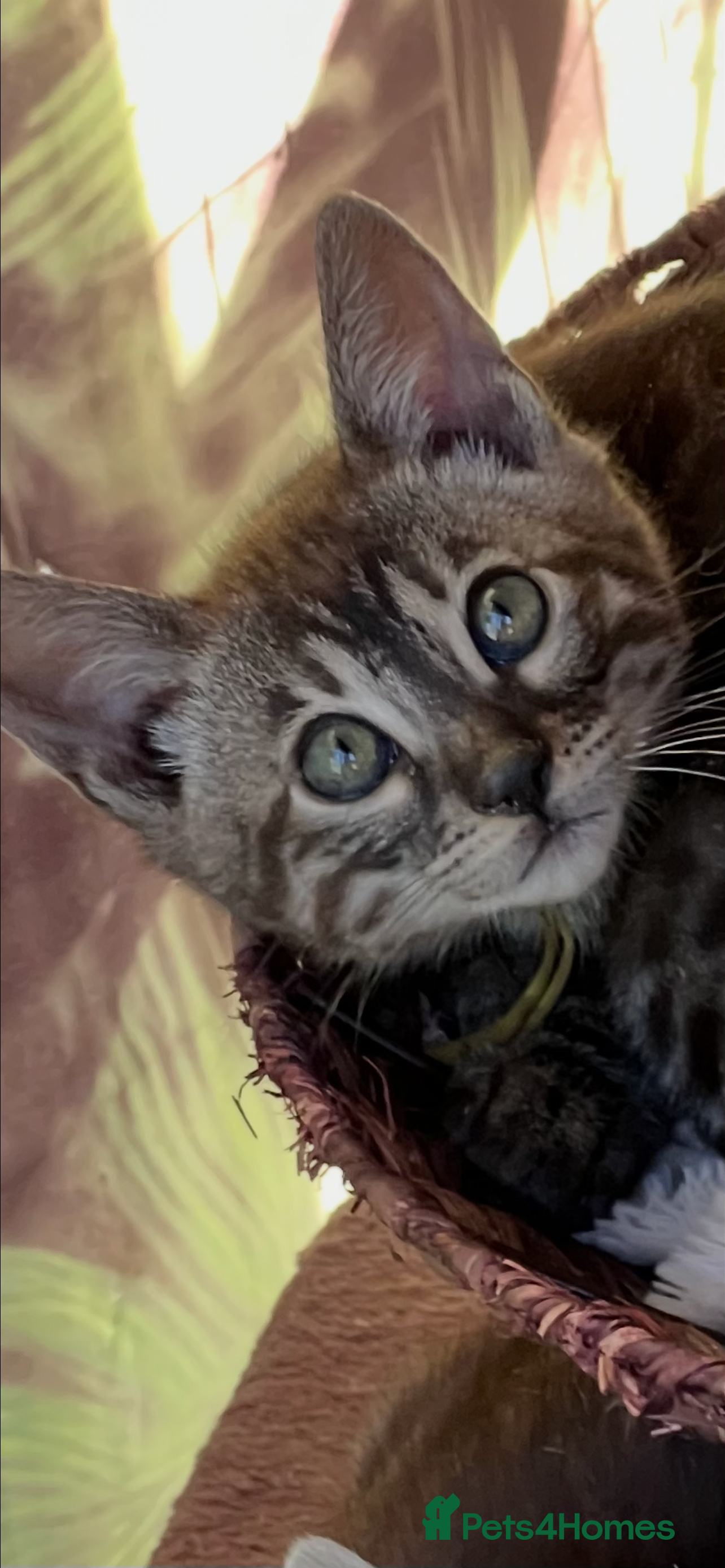 Bengal cats Tica Registered Bengals  - Advert 2