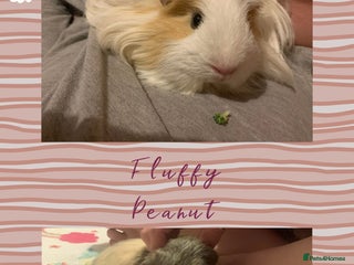 Guinea Pig rodents - Advert 8